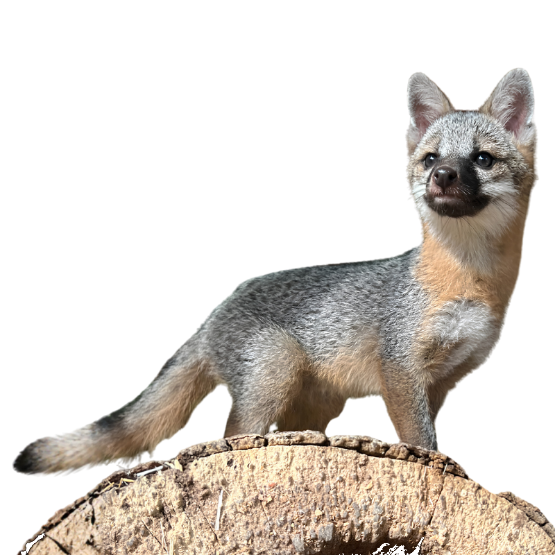 Gray Fox on tree stump