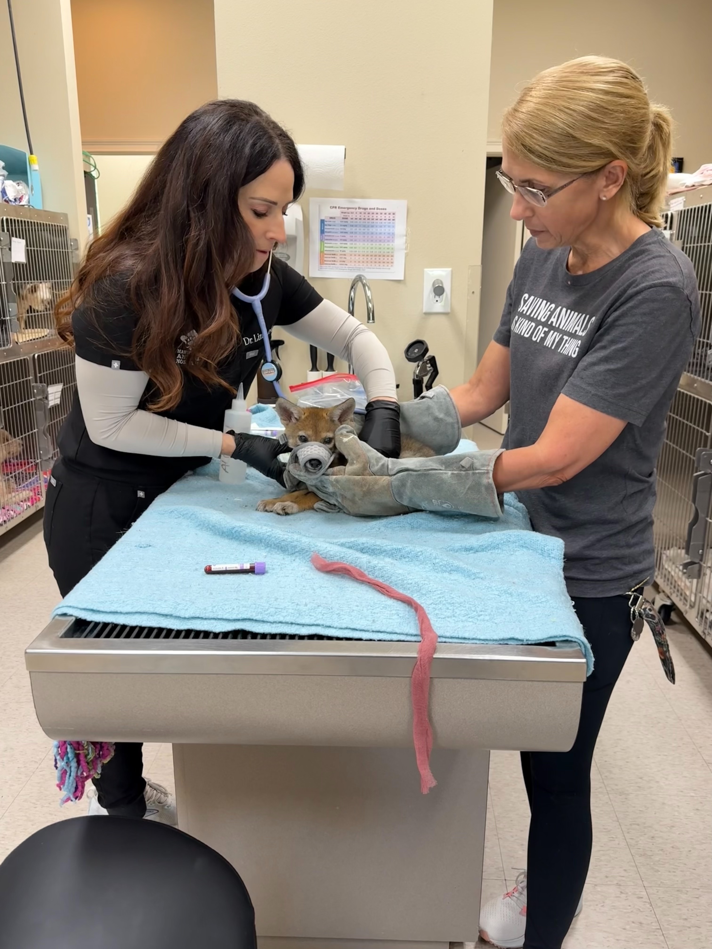 Tisha Raiford and Dr. Ledet providing veterinary care to a wildlife patient